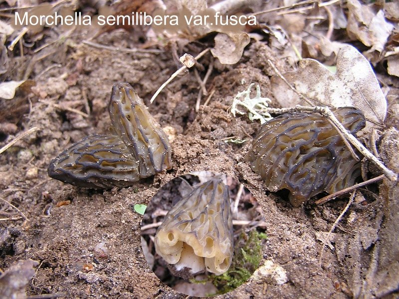 Morchella semilibera var.fusca-amf2089.jpg - Morchella semilibera var.fusca ; Syn: Mitrophora fusca ; Nom français: Morillon de forme sombre